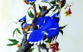 Audubon "Blue Jay"