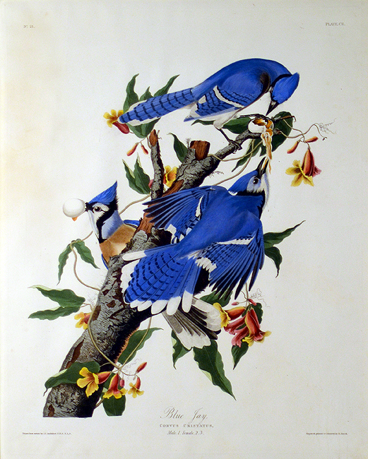 -	John James Audubon (1785-1851), Blue Jay, Corvus Cristatus, Hand-colored engraving on paper, engraved and colored by R. Havell Jr., 26 ½" x 21 ½", Gift of Mr. and Mrs. H. C. Carson, Collection of Oglethorpe University Museum of Art