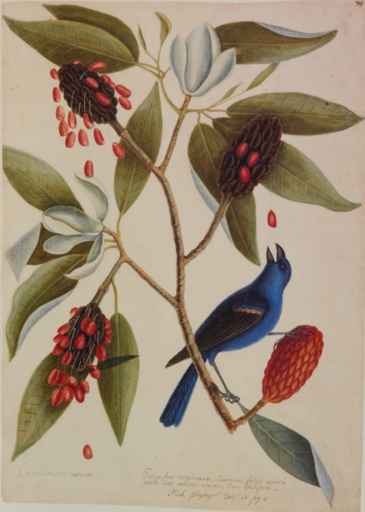 RL 24853 Blue Grosbeak - Guiraca caerulea, Facsimile of original watercolor by Mark Catesby (1683-1749)