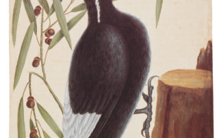 RL 24827 The largest white bill Wood-pecker and the Willow Oak, Facsimile of original watercolor by Mark Catesby (1683-1749)
